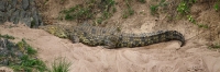 NilrRiverCrocodile_5998 1